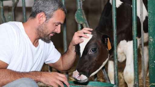 Farmer feeding and stroking calf